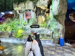 -迪拜水族馆及水下动物园