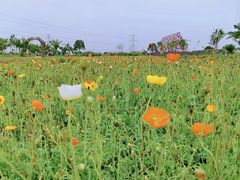 -紫颐香薰山谷景区