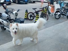 -宠福鑫康馨动物医院·骨科·眼科