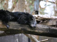 -清迈夜间动物园