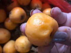 -塘栖枇杷特色园区