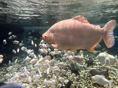 -成都浩海立方海洋公园