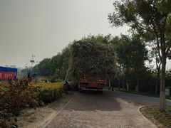 -大兴滨河森林公园