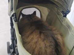 -关爱宠物医院·猫科中心·消化科(滨湖万达分院)