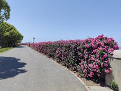 -上海滨江森林公园