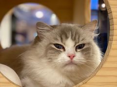 -momokira米努特·德文卷毛猫·棉花面纱犬