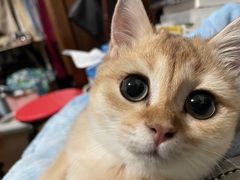 -东方名猫馆·英短金渐层布偶猫舍(环线广场1号楼店)