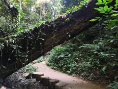 -西双版纳原始森林公园