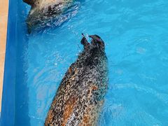 -海合安成都极地海洋公园