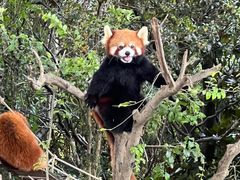 -上海野生动物园