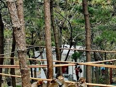 -洛阳花果山景区