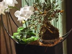 -王府茶宴(大观园总店)