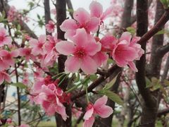 -羚羊峡古栈道森林公园