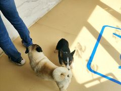 -pd派德宠物中心医院24H急重症·眼科中心·血液透析中心(嵩山北路店)