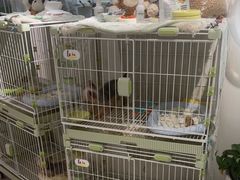 -小呆的宠物店·宠物售卖·宠物寄养(城西店)