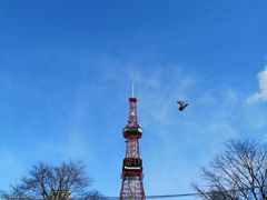 -札幌电视塔