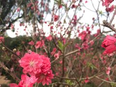 -南国桃园旅游度假区