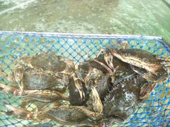 -四海鲜渔家菜(黄金海岸店)