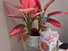 -鹿港小镇(黄金店)