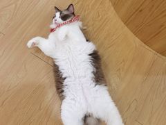 -猫にゃん · 猫的隐藏屋猫咖(麦地旗舰店)