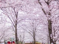 -顾村公园
