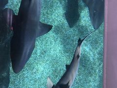 -暹罗海洋世界