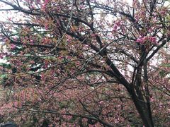 -西安青龙寺遗址景区