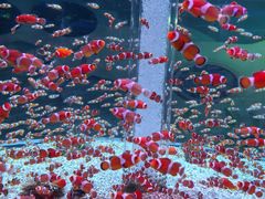 -海合安成都极地海洋公园