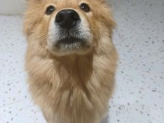 -南京宠物基地·宠物狗宠物猫售卖(南京店)