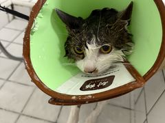 -瑞派宠物医院·犬猫全科·猫友好(宾水西道店)