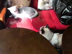 -咖法森林·咖啡  酒吧(天河店)