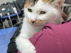 -美联众合动物医院·24h京西诊疗中心