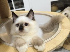 -楼上猫咖(罗湖店)