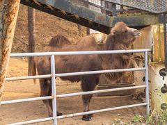 -大连森林动物园