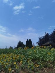 -DORA kids 朵拉儿童摄影花园店