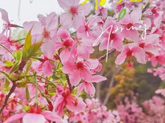 -狐尾山公园