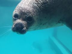 -海合安成都极地海洋公园
