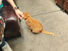 -肥仔文澳门猪骨煲(南京西路店)
