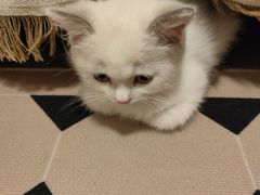 -创凡宠物医院·骨专科  猫科中心(西乡分院)