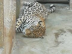 -西安秦岭野生动物园