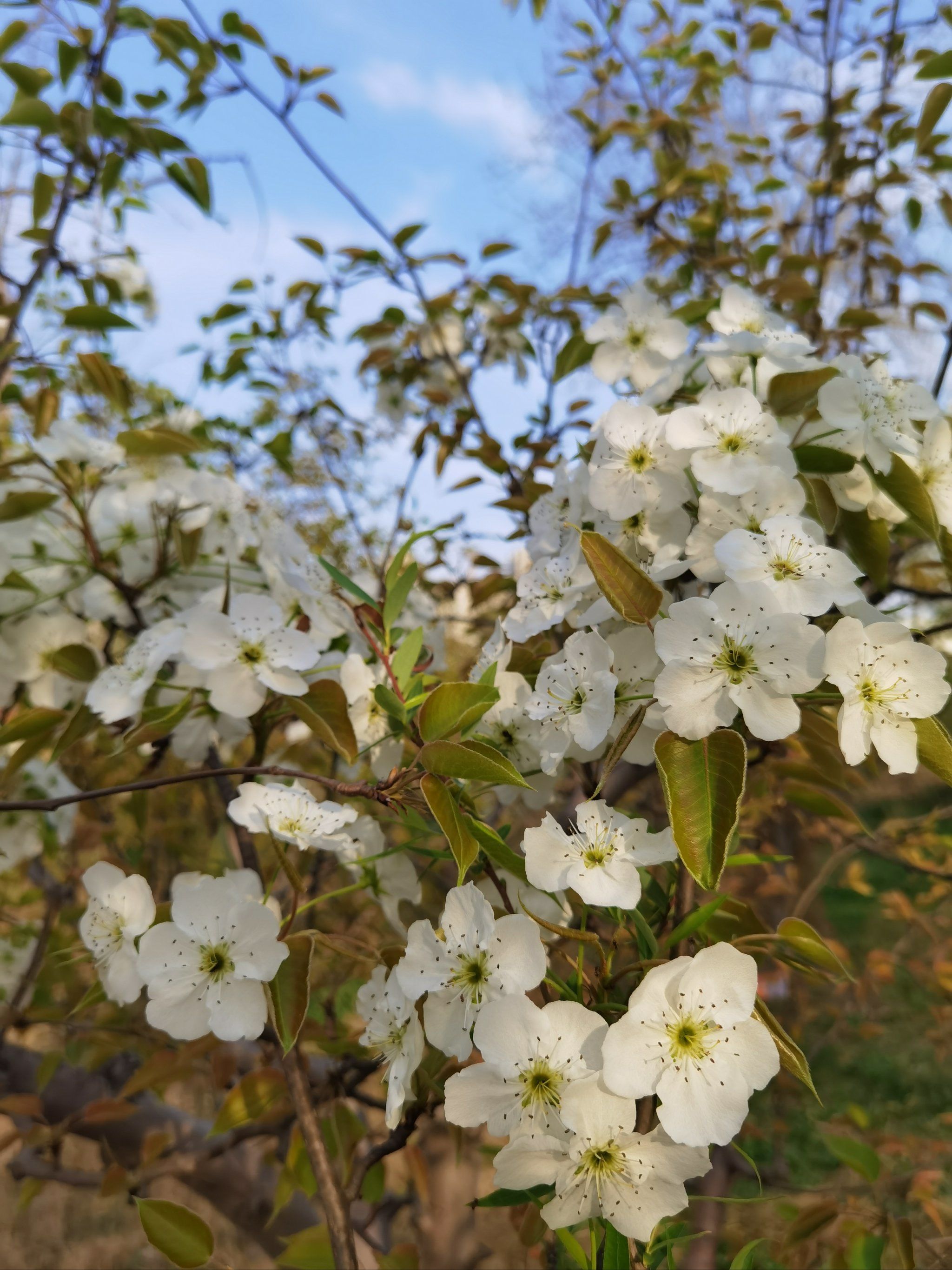 春日踏青好去处:西安雁南公园