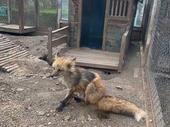 -大青山野生动物园