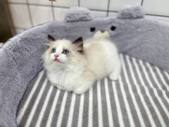 -1013 PET SHOP精品宠物商店(丁香店)