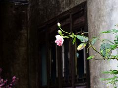 -乌镇东栅景区