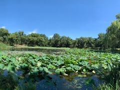 -老三羊汤【北兴隆街店】