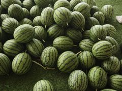 -庞各庄翠芳园西瓜蔬菜基地采摘园