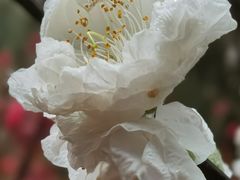 -桃花涧