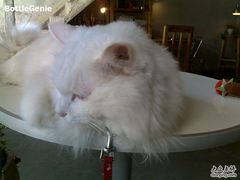 -Babycat私家御饼屋(龙头路一店)