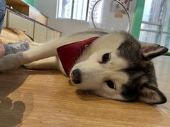 -Husky Go! 哈士奇体验馆·宠物咖啡厅狗咖