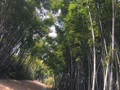 -玉树公园